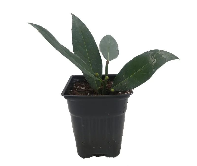 Sweet Bay Laurel Live Plant – Laurus nobilis – 4 inch Pot – Culinary Herb - Image 2