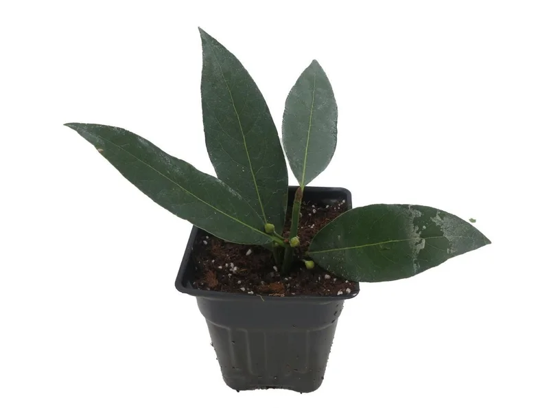 Sweet Bay Laurel Live Plant – Laurus nobilis – 4 inch Pot – Culinary Herb - Image 1