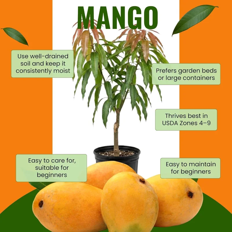 Sweet Mango Live Plant - 2-3 Ft Fruit Tree in 1 Gallon Pot - Outdoor - Image 2
