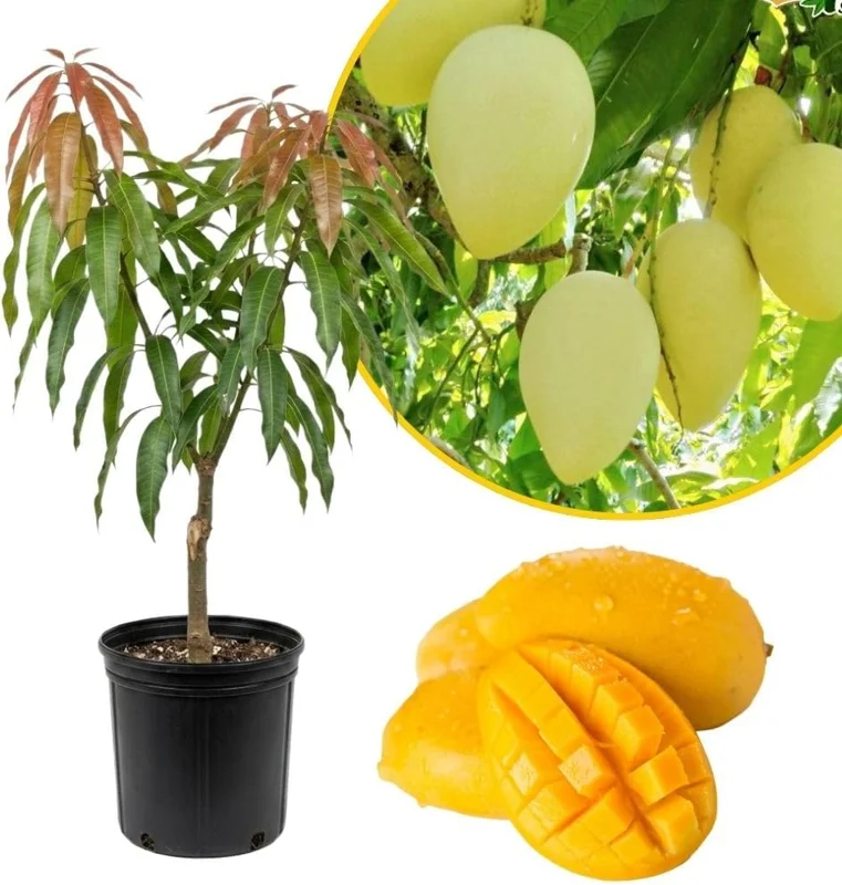 Sweet Mango Live Plant - 2-3 Ft Fruit Tree in 1 Gallon Pot - Outdoor - Image 1