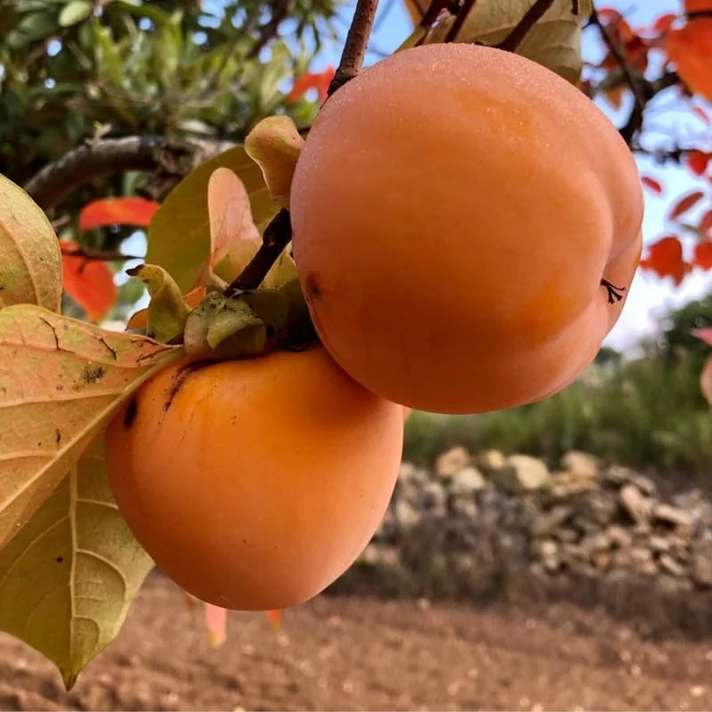 Sweet Persimmon Bare Root Plants, 2 Pack, 12-24 Inches Tall, Cold Hardy Fruit Tree, Outdoor - Image 2