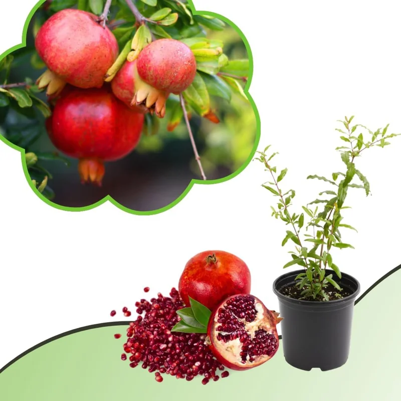 Sweet Pomegranate Live Plant - Fruit Tree, 4-7 Inches Tall, Indoor/Outdoor - Image 3