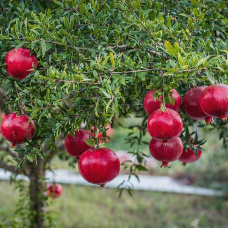 Sweet Pomegranate Live Plant - Fruit Tree, 4-7 Inches Tall, Indoor/Outdoor - Image 1