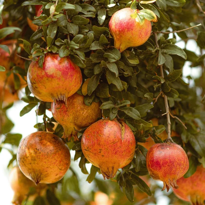 Sweet Pomegranate Live Plant - Fruit Tree, 4-7 Inches Tall, Indoor/Outdoor - Image 5