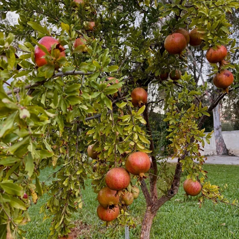 Sweet Pomegranate Live Plant - Fruit Tree, 4-7 Inches Tall, Indoor/Outdoor - Image 6