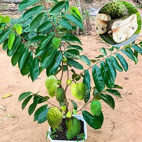 Sweet Soursop Tree Live Plant – Annona Muricata, 6-10” Tall, Tropical Fruit - Image 2