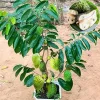 Sweet Soursop Tree Live Plant – Annona Muricata, 6-10” Tall, Tropical Fruit - Image 1