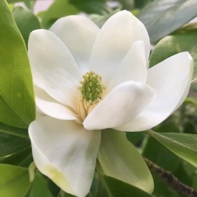 Sweetbay Magnolia Tree Live Plant, 2-3ft Tall, 1 Gallon Pot, Fragrant White Flowers, Outdoor - Image 2