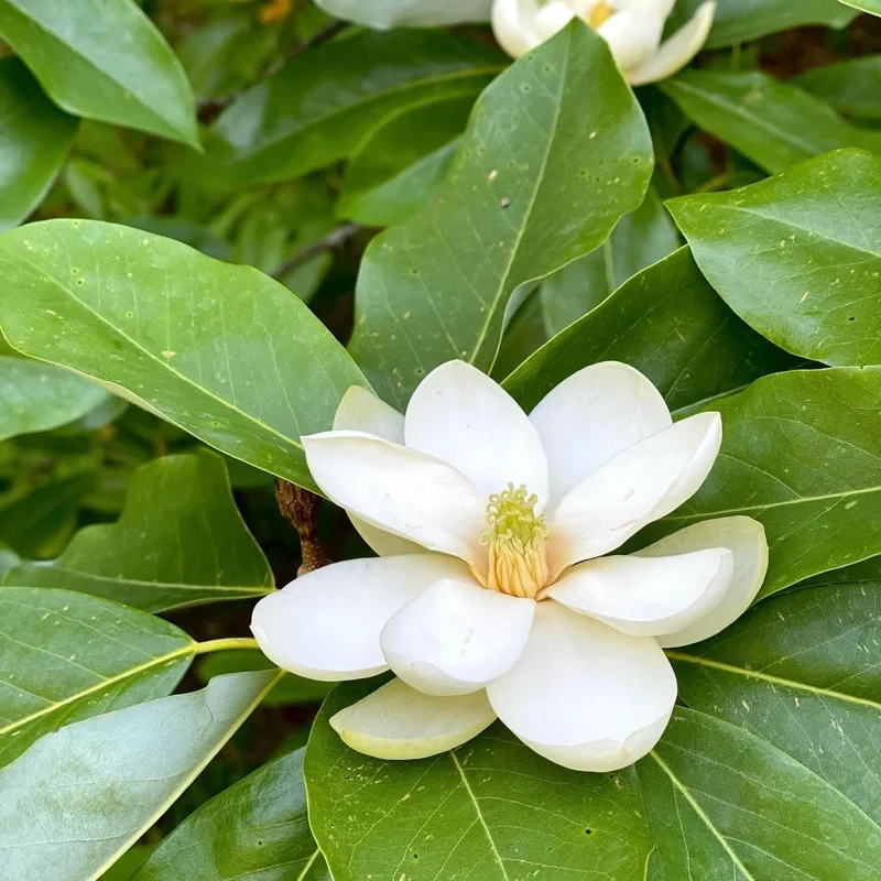 Sweetbay Magnolia Tree Live Plant - 6-12 Inch, 4 Inch Pot - Fragrant White Flowers, Outdoor - Image 2