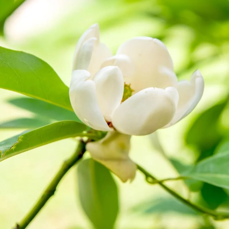 Sweetbay Magnolia Tree Live Plant - 6-12 Inch, 4 Inch Pot - Fragrant White Flowers, Outdoor - Image 4