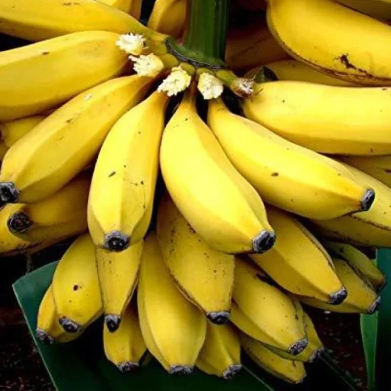 Sweetheart Banana Live Plant, Cold Hardy, 4-7" Tall, Indoor/Outdoor Musa Plant - Image 2