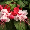 Swingtime Fuchsia Live Starter Plant - Bicolor Flowers for Hanging Baskets - Image 1