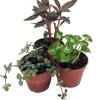 Terrarium & Fairy Garden Plants - 3 Live Plants in 2 inch Pots for Indoor Decor - Image 1