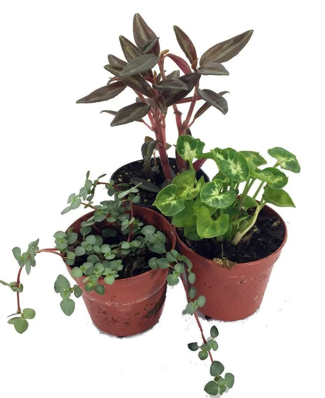 Terrarium & Fairy Garden Plants - 3 Live Plants in 2 inch Pots for Indoor Decor - Image 1
