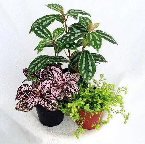 Terrarium & Fairy Garden Plants - 3 Live Plants in 2 inch Pots for Indoor Decor - Image 2