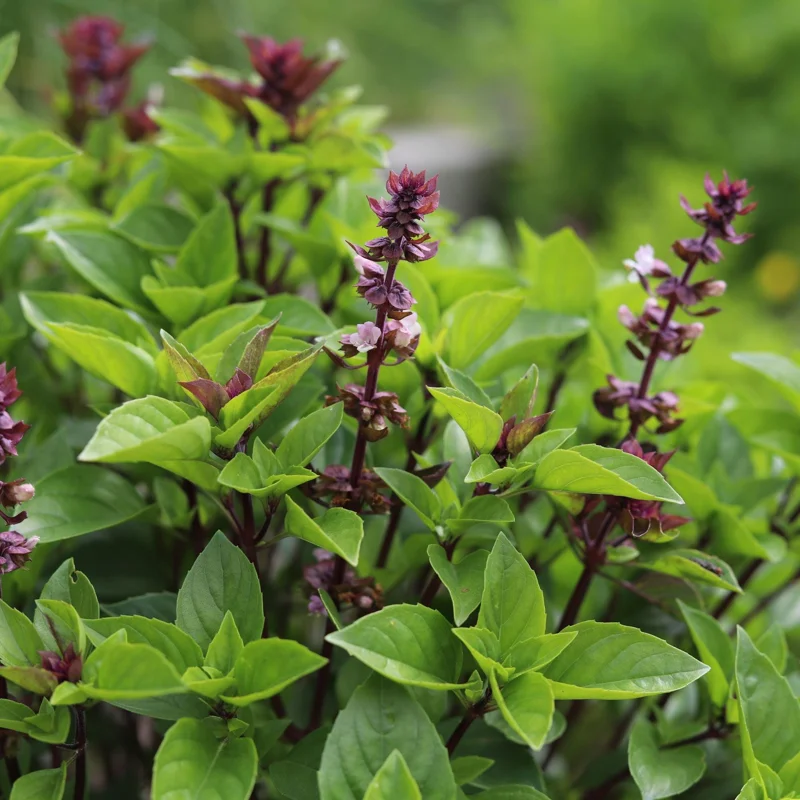 Thai Basil Seeds - Heirloom Non-GMO Herb Seeds for Culinary & Ornamental Gardens - Image 1