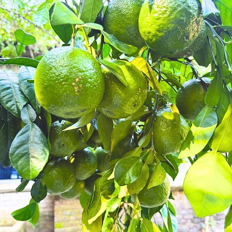 Thai Lime Tree Live Plant - 3 Gallon Pot - Bearing Fruit - Cold Hardy - Image 5