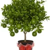 Thai Lime Tree Live Plant - 3 Gallon Pot - Bearing Fruit - Cold Hardy - Image 1