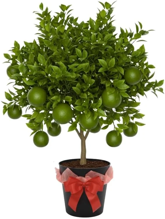Thai Lime Tree Live Plant - 3 Gallon Pot - Bearing Fruit - Cold Hardy - Image 1