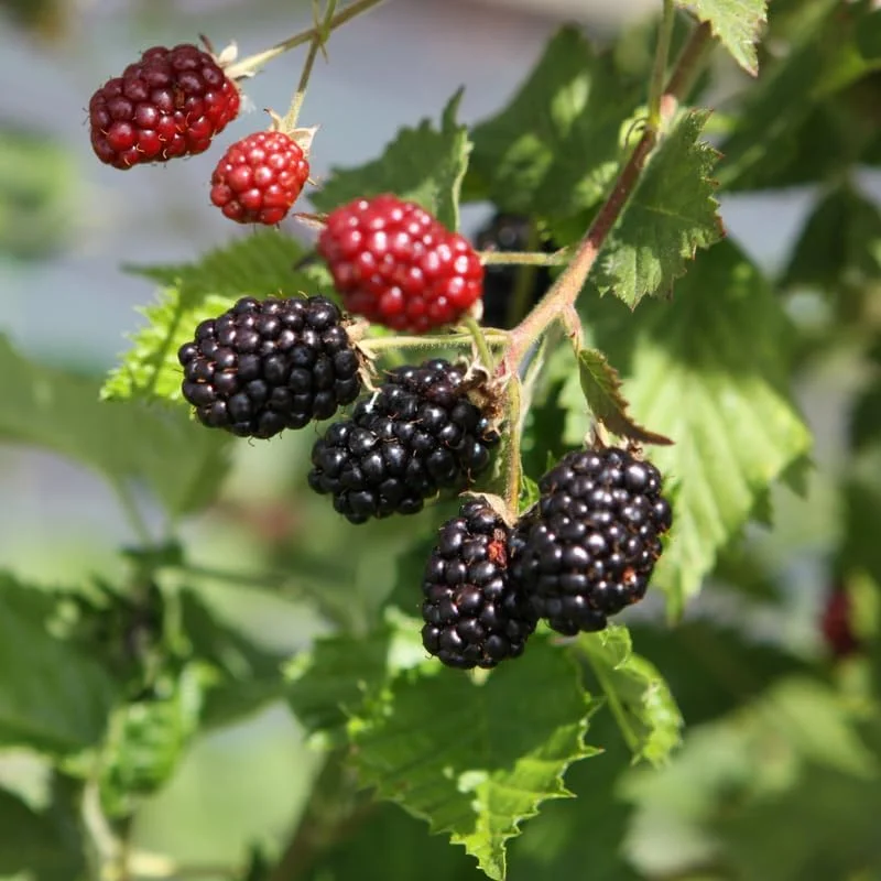Thornless Arapaho Blackberry Live Plant - 2 Pack - Sweet Fruit Bush 5-8 Inch Tall - Image 3