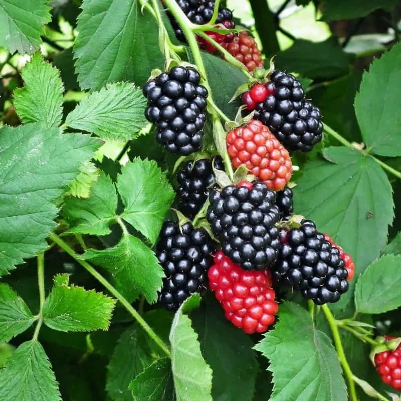 Thornless Arapaho Blackberry Live Plant - 2 Pack - Sweet Fruit Bush 5-8 Inch Tall - Image 6