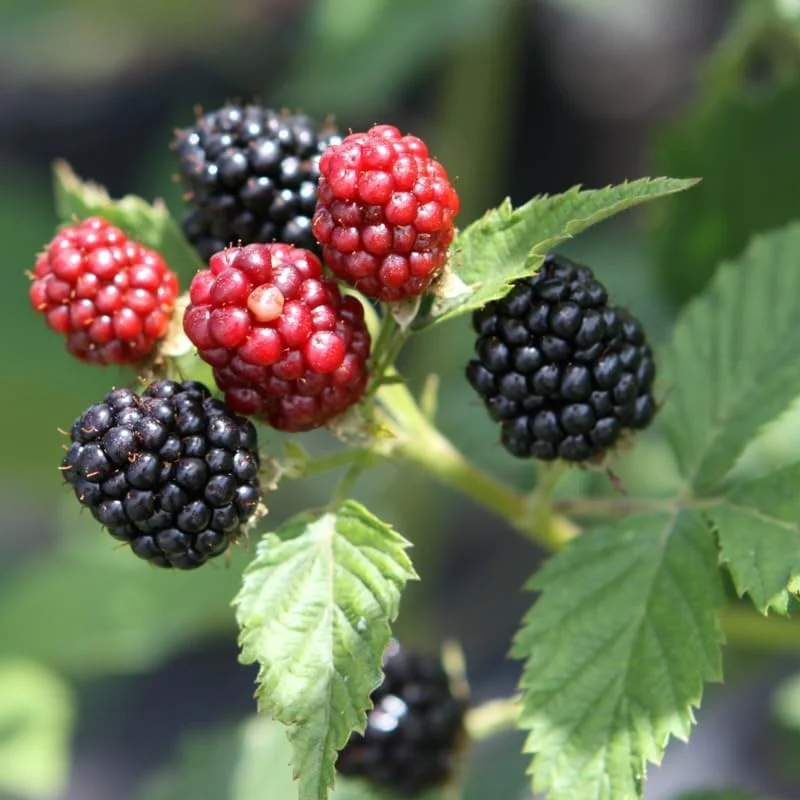 Thornless Arapaho Blackberry Live Plant - 2 Pack - Sweet Fruit Bush 5-8 Inch Tall - Image 7