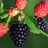 Thornless Arapaho Blackberry Live Plant - 2 Pack - Sweet Fruit Bush 5-8 Inch Tall - Image 1