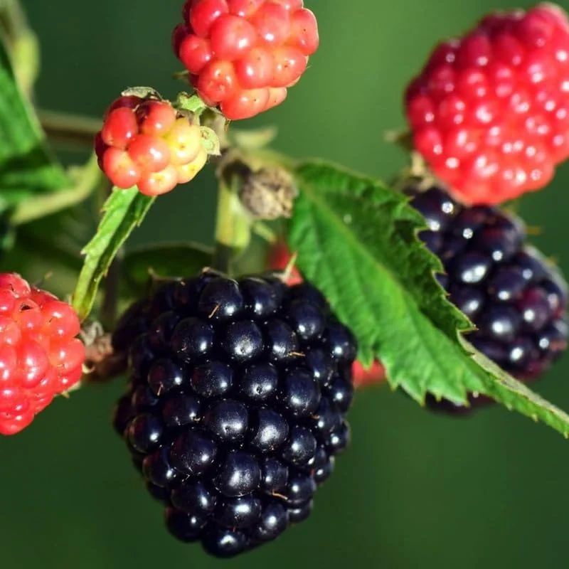 Thornless Arapaho Blackberry Live Plant - 2 Pack - Sweet Fruit Bush 5-8 Inch Tall - Image 1