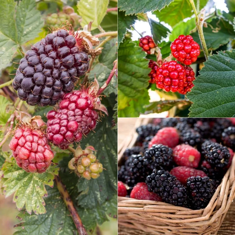 Thornless Boysenberry Live Plants - Set of 2, 4-6 Inches Tall, High Yield - Image 2