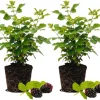Thornless Boysenberry Live Plants – Set of 2, 4-6 Inches Tall – Sweet Berries Indoor/Outdoor - Image 1