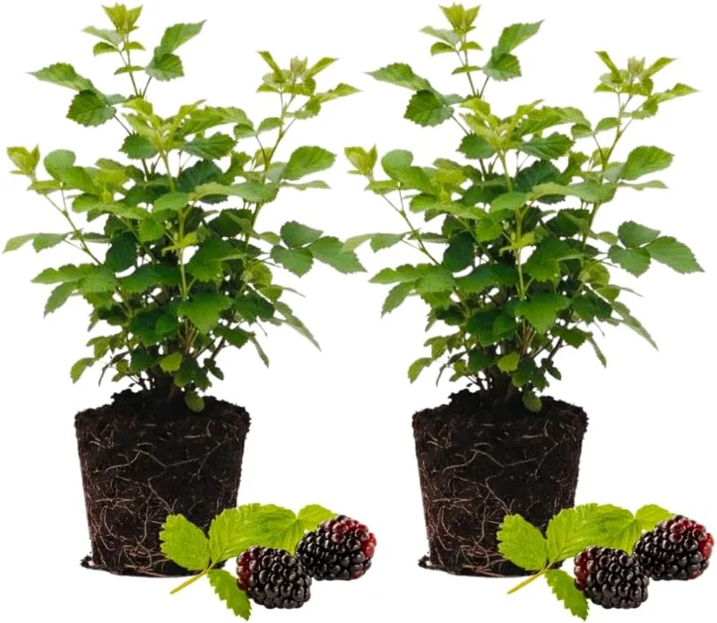 Thornless Boysenberry Live Plants – Set of 2, 4-6 Inches Tall – Sweet Berries Indoor/Outdoor - Image 1