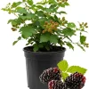 Thornless Boysenberry Live Plants - Set of 2, 4-6 Inches Tall, High Yield - Image 1