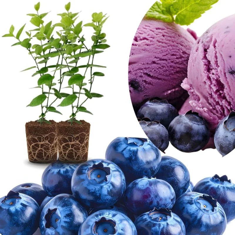 Top Hat Blueberry Live Plants - Set of 2 Southern Highbush, 5-7" Tall, Outdoor - Image 2
