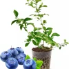 Top Hat Blueberry Plant Live, 4-8 Inch Starter Bush – Hardy Outdoor Fruit - Image 1