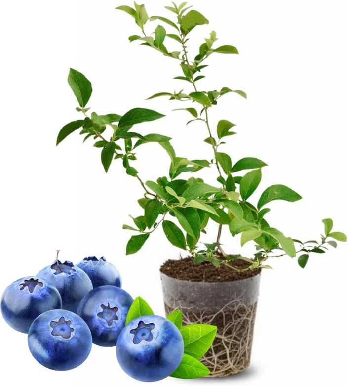 Top Hat Blueberry Plant Live, 4-8 Inch Starter Bush – Hardy Outdoor Fruit - Image 1