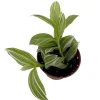 Tradescantia Live Plant - Creme n Green - 2.5 inch Pot - Indoor Houseplant - Image 1