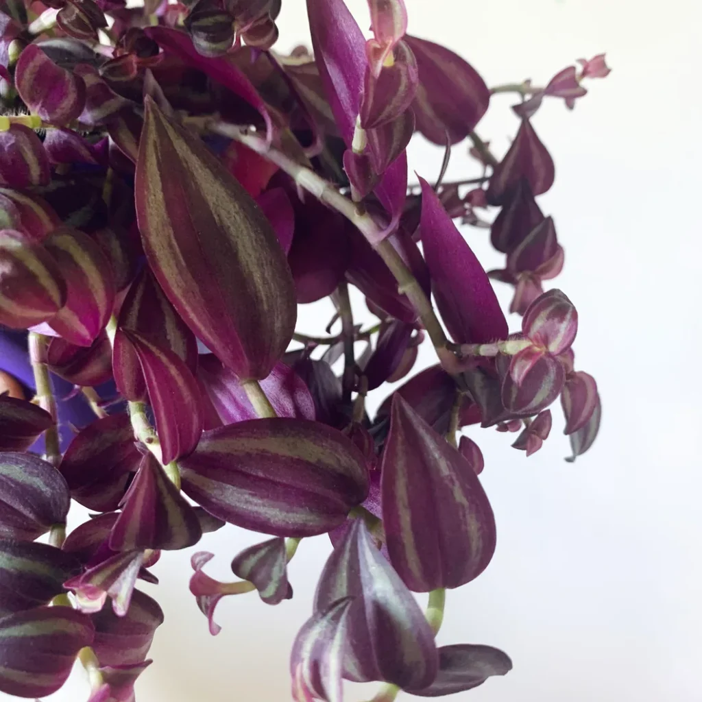 Purple Wandering Jew Live Plant – Tradescantia Zebrina – 4 inch Pot – Indoor