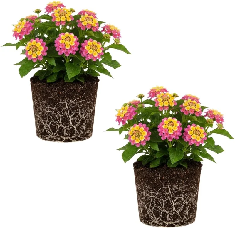 Trailing Lantana Live Plant Set – 2 Rose Color Plants, 4-6 Inch Tall, Outdoor - Image 2