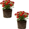 Trailing Lantana Live Plant Set – 2 Rose Color Plants, 4-6 Inch Tall, Outdoor - Image 1