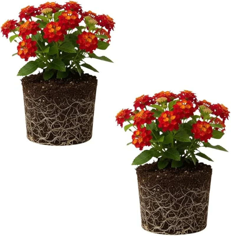 Trailing Lantana Live Plant Set – 2 Rose Color Plants, 4-6 Inch Tall, Outdoor - Image 1