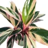 Tricolor Prayer Plant - Stromanthe Triostar Live Plant - 4" Pot Indoor - Image 1
