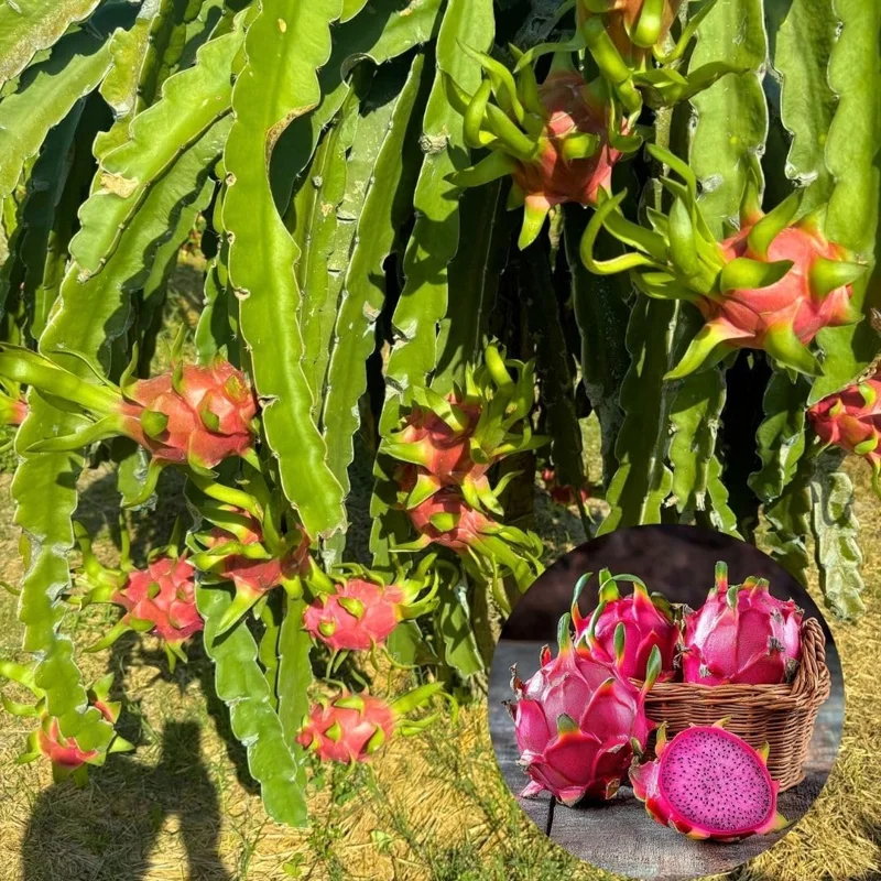 Tropical Red Dragon Fruit Live Plant, 12-15 Inch Tall Fruit Tree - Image 1