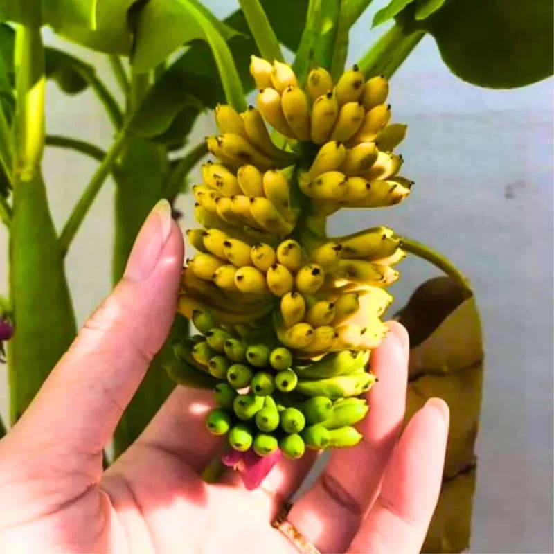 Truly Tiny Banana Plant Live, 4-7" Tall, Cold Hardy, Indoor & Outdoor Musa Plant - Image 2