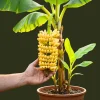 Truly Tiny Banana Plant Live, 4-7" Tall, Cold Hardy, Indoor & Outdoor Musa Plant - Image 1