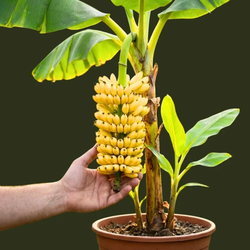 Truly Tiny Banana Plant Live, 4-7" Tall, Cold Hardy, Indoor & Outdoor Musa Plant - Image 1