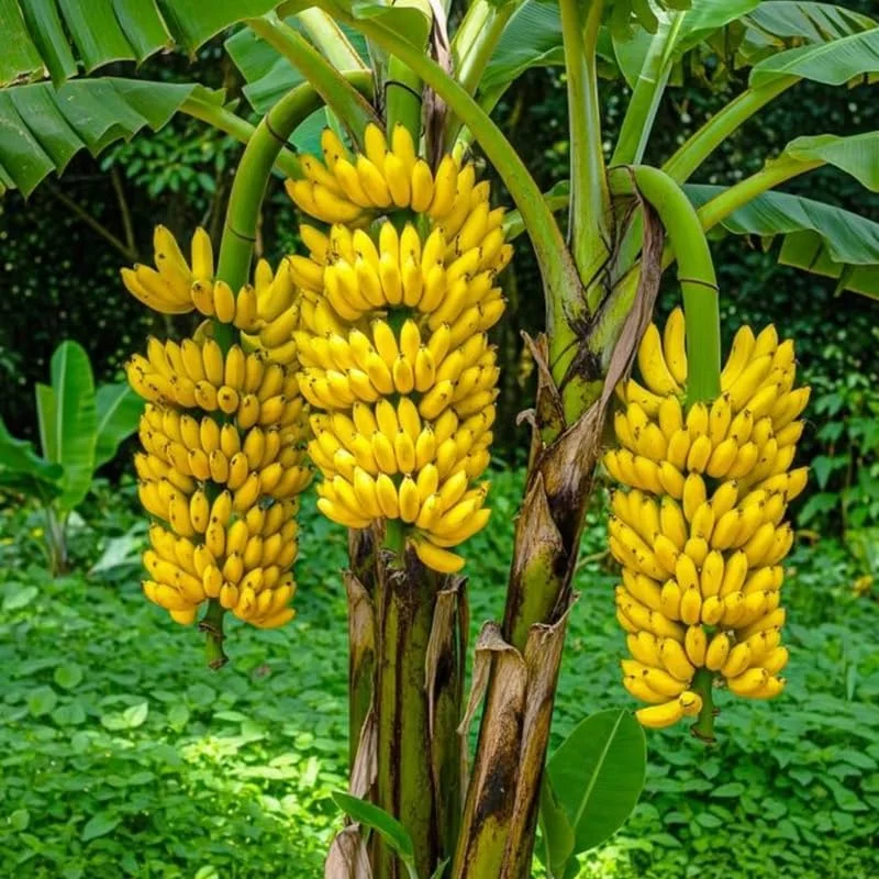 Truly Tiny Banana Plant Live Tropical Fruit Tree - 4-6" Starter Plant for Patio & Container - Image 1