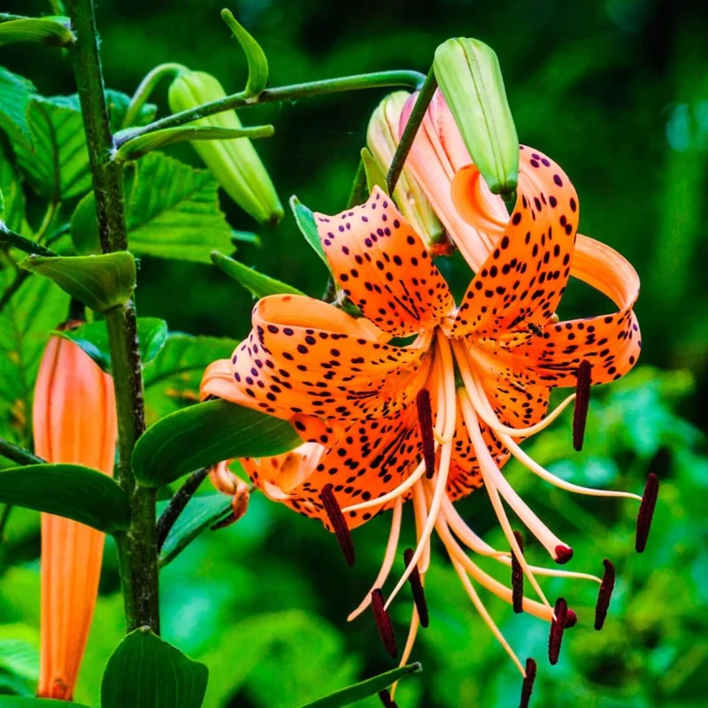 Turks Cap Lily Bulbs, Tiger Lily Flower Bulbs for Growing, Pack 5 Bulbs - Image 2