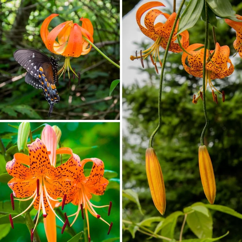 Turks Cap Lily Bulbs, Tiger Lily Flower Bulbs for Growing, Pack 5 Bulbs - Image 3