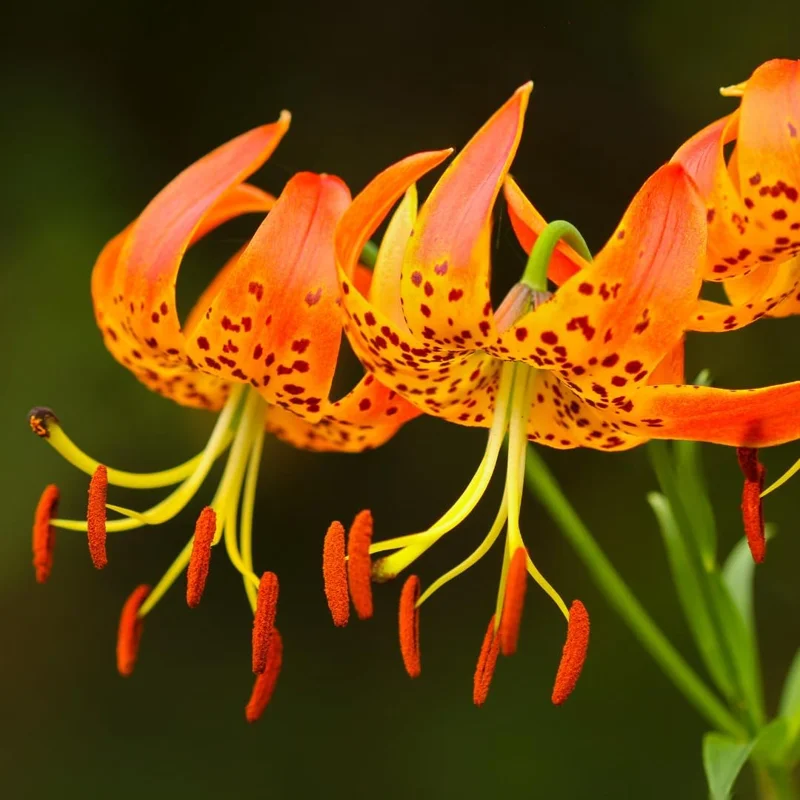 Turks Cap Lily Bulbs, Tiger Lily Flower Bulbs for Growing, Pack 5 Bulbs - Image 4