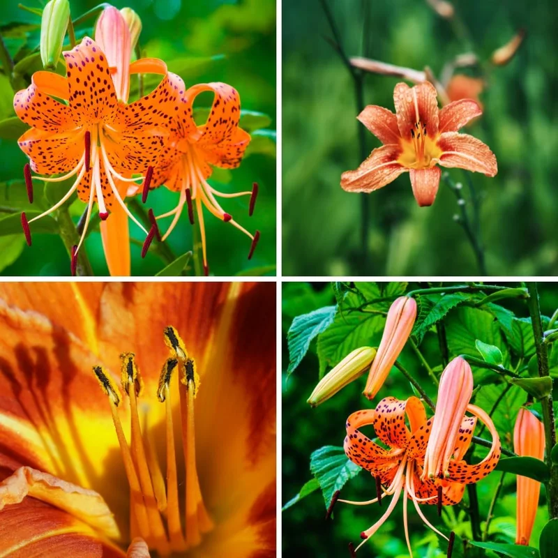Turks Cap Lily Bulbs, Tiger Lily Flower Bulbs for Growing, Pack 5 Bulbs - Image 5